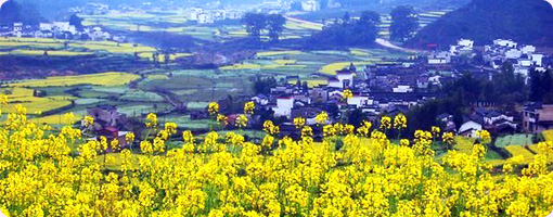 中國賞花黃山旅遊