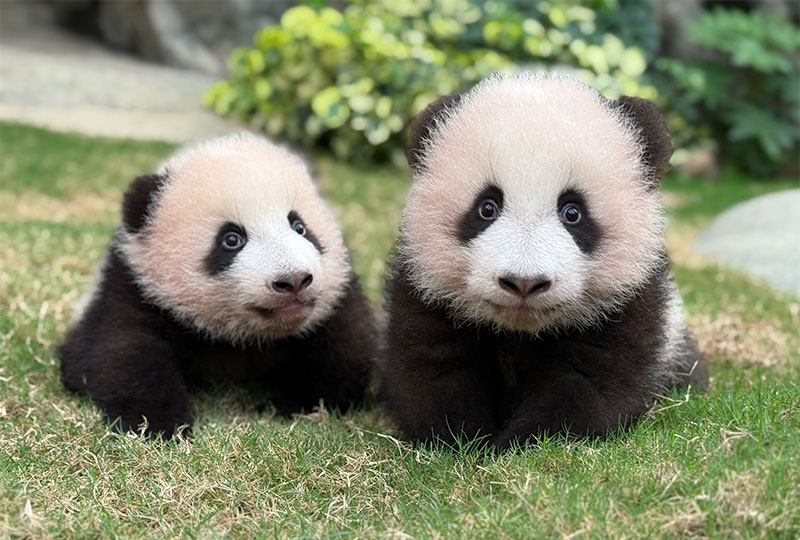 香港海洋公園亞洲動物天地四川珍奇館熊貓