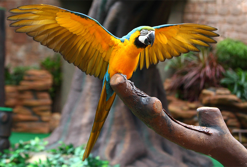 香港海洋公園亞洲動物天地四川珍奇館雀鳥金魚寶殿