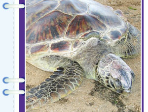 【两人成行】峇里<em>海龟</em>岛独栋VILLA<em>单车</em>SPA美