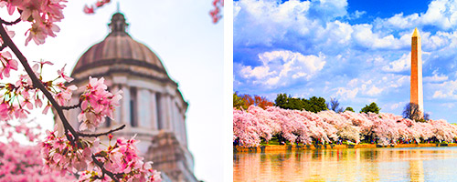 華盛頓櫻花節