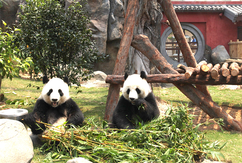 香港海洋公園亞洲動物天地四川珍奇館熊貓